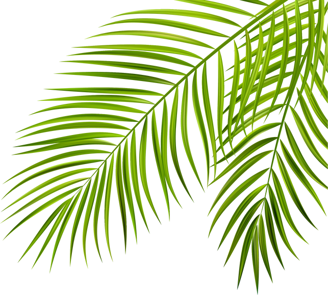 Palm leaf